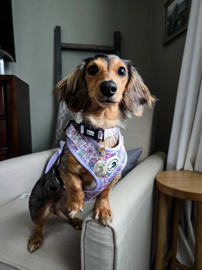 Petals & Pooch -Dessert Dash Adjustable Harness