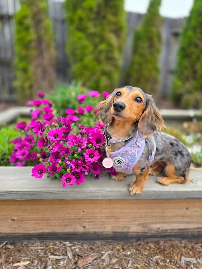Petals & Pooch -Dessert Dash Adjustable Harness
