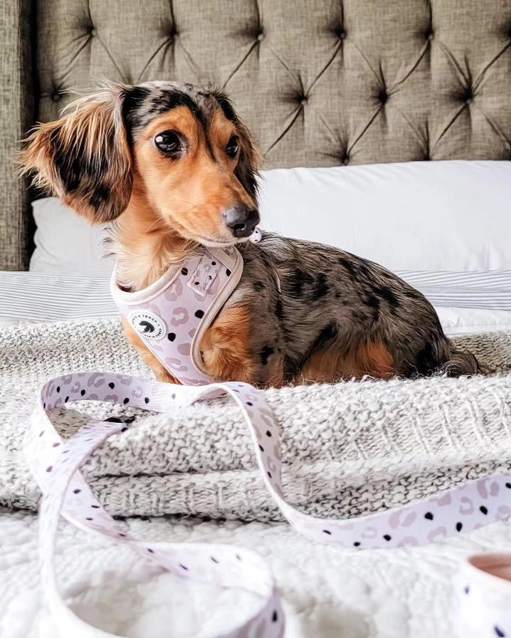 Petals & Pooch - Nude Leopard Adjustable Harness