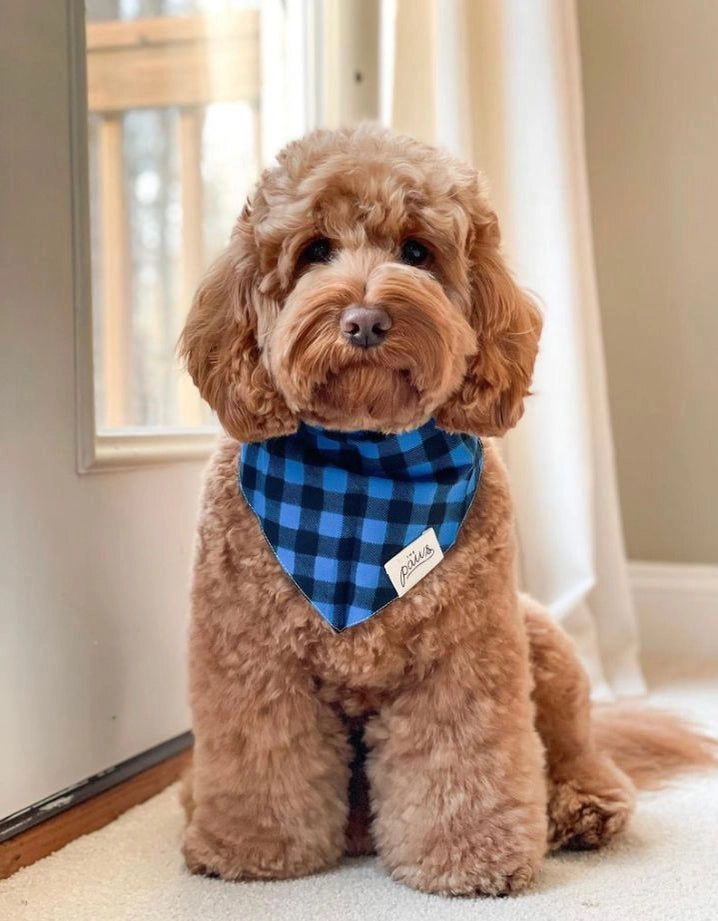 Scotch Dog Bandana
