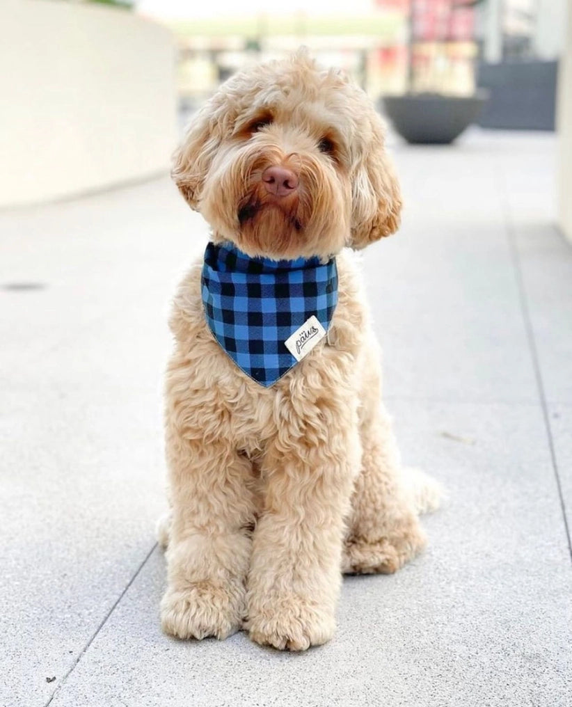 Scotch Dog Bandana