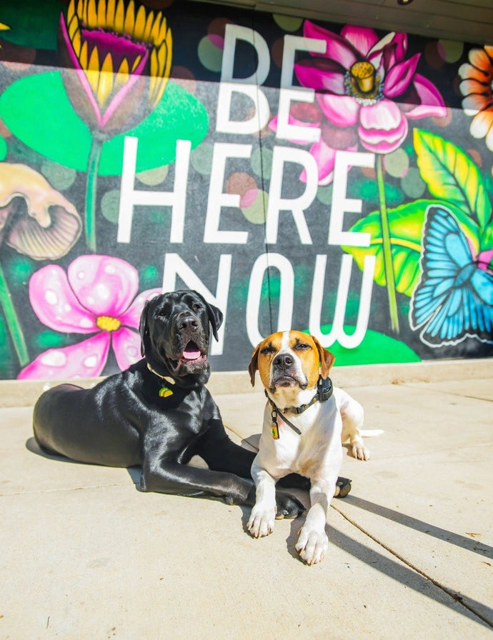 Tacos and Beer Bff Silicone Pet Id Tags