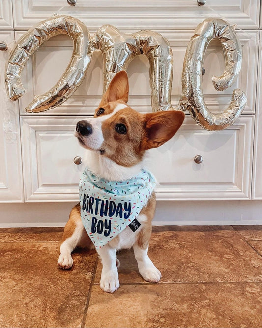 Birthday Boy Dog Bandana - Dog Birthday Party