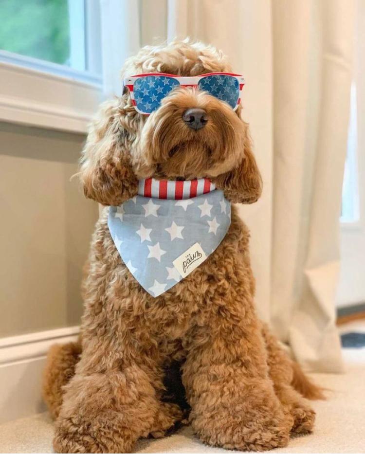 National Dog Bandana