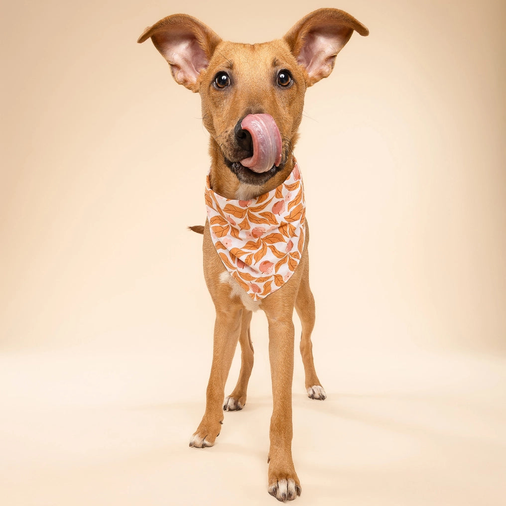 Apple Crisp Dog Bandana