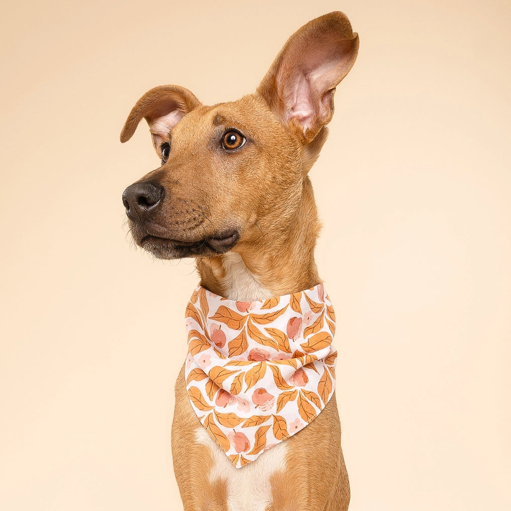 Apple Crisp Dog Bandana