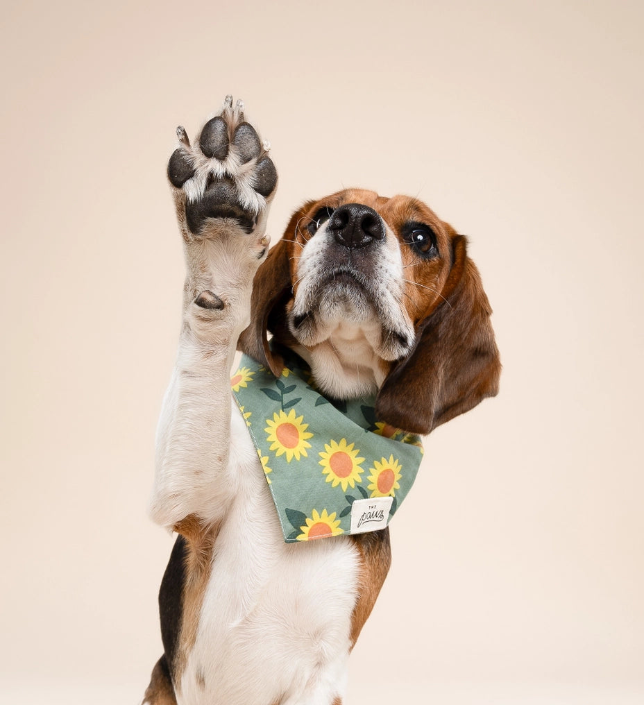 Cromwell Fall Dog Bandana