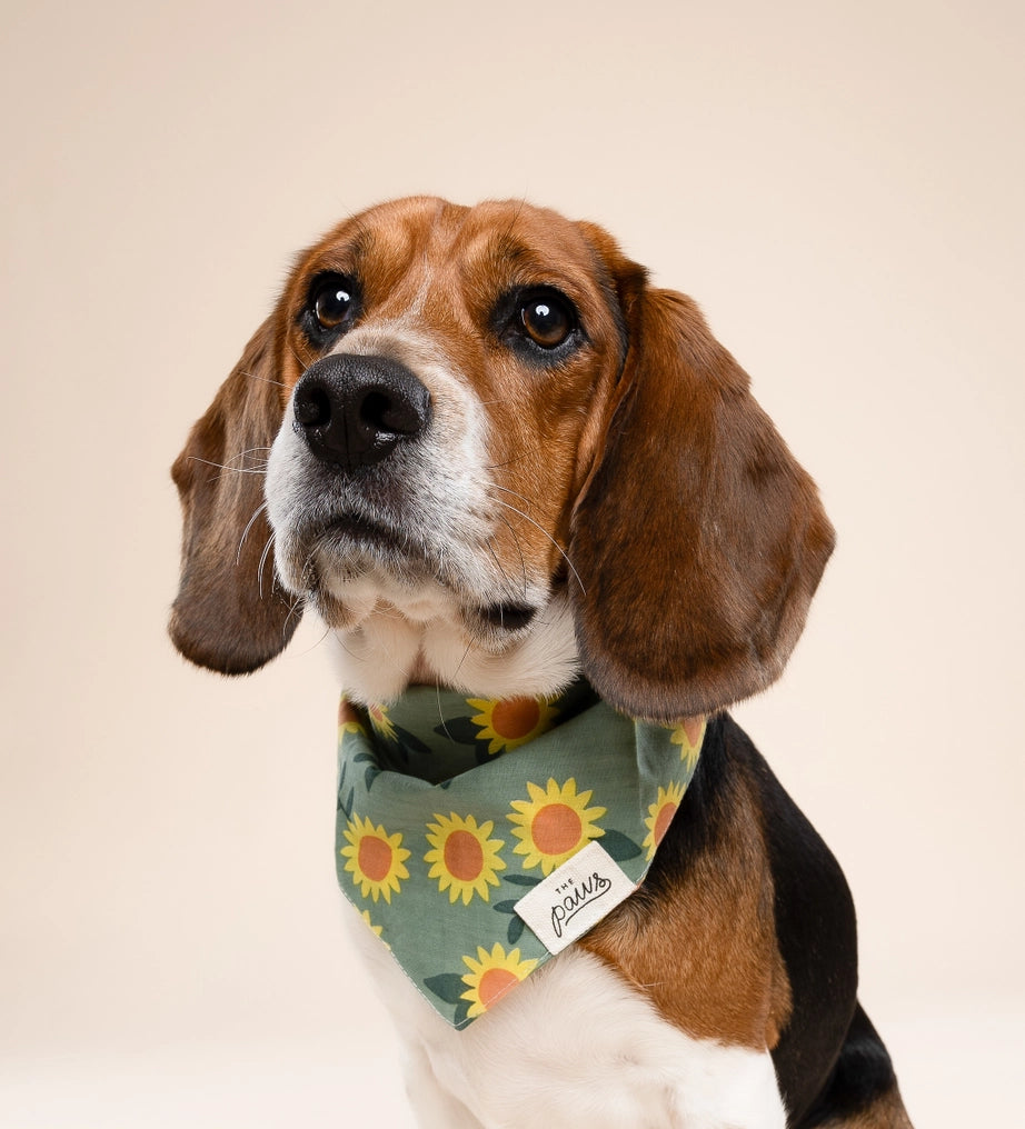 Cromwell Fall Dog Bandana