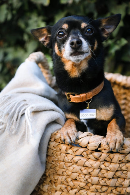 Good Boy Pet ID Tag