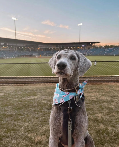 Home Run Dog Bandana