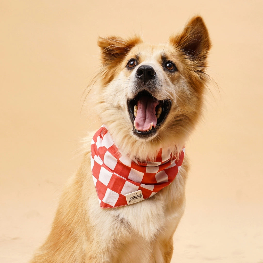 Kings Dog Bandana