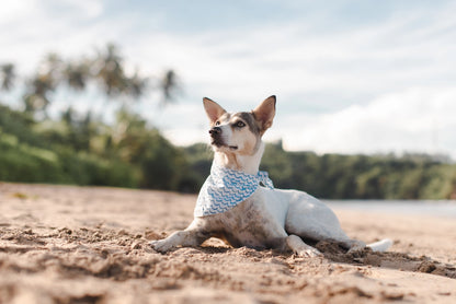 Sea - Dog Bandana
