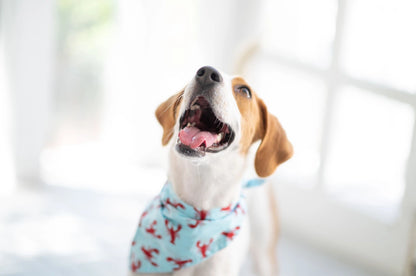 Sebago Dog Bandana