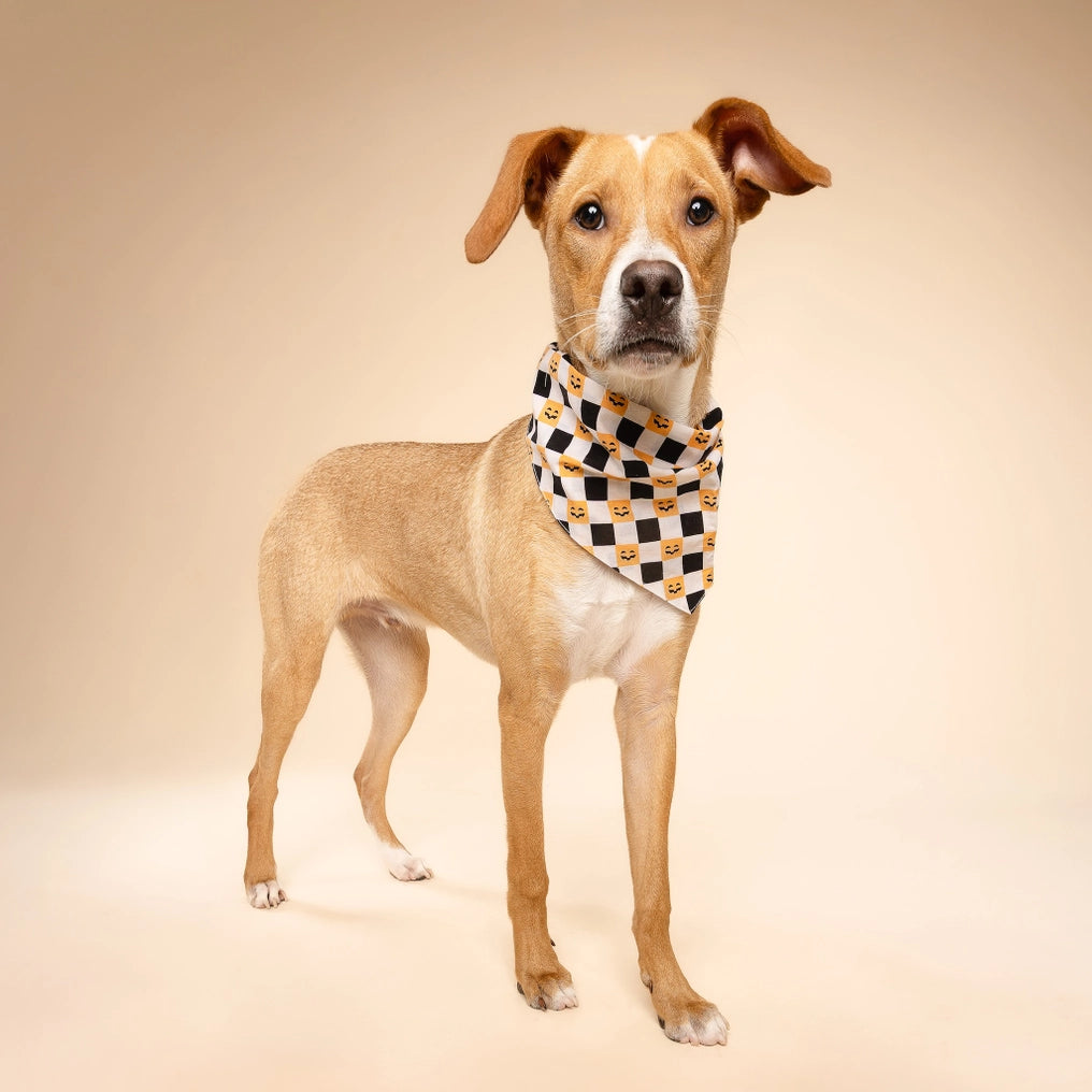 Trick or Treat Halloween Dog Bandana
