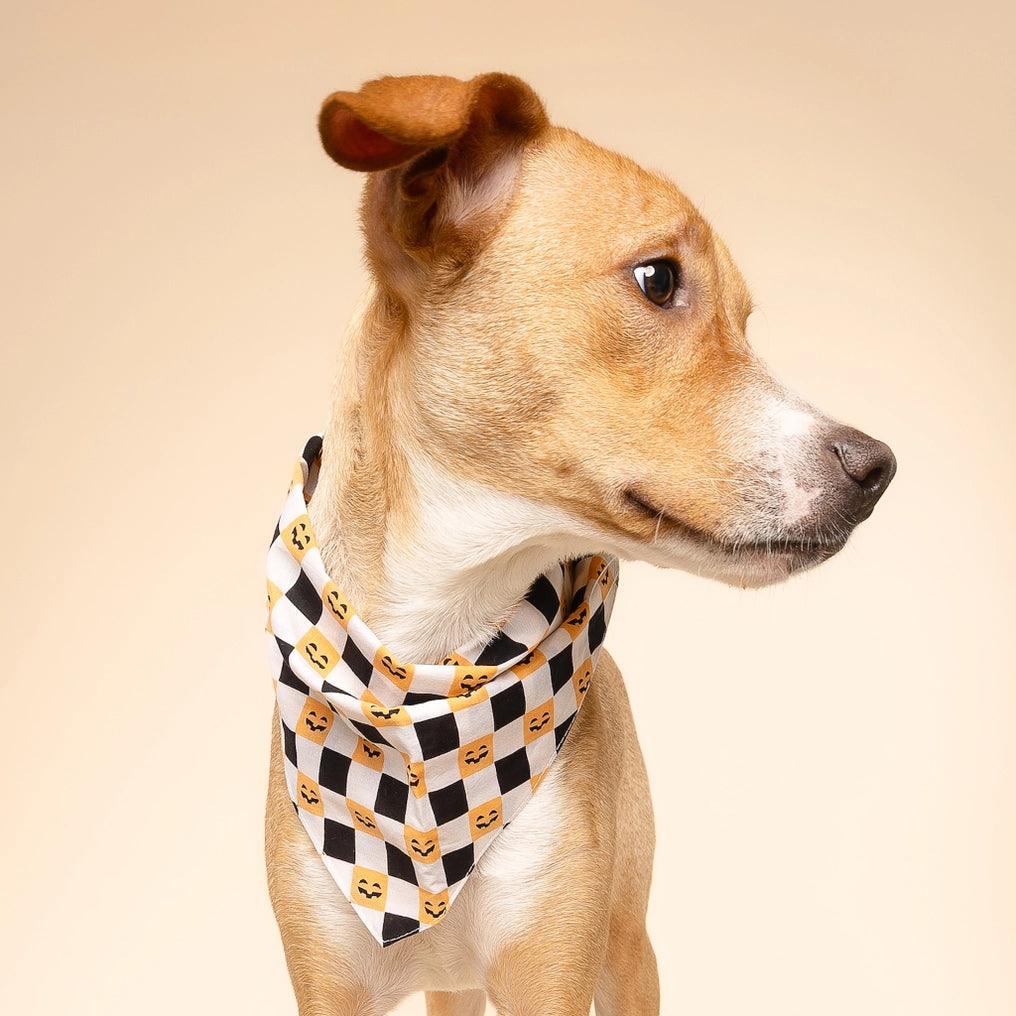 Trick or Treat Halloween Dog Bandana